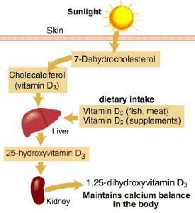 Vitamin D Metabolism - click to enlarge